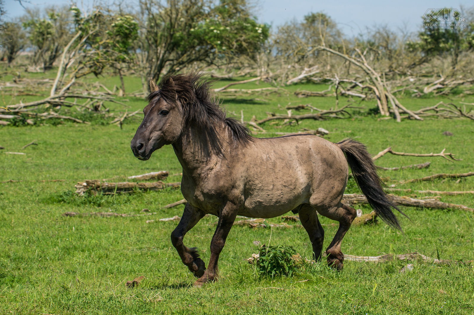 Konik paarden - Oostvaardersplassen De Oostvaardersplassen in Flevoland is het grootste nationale park in Nederland. Het is een groot moerasgebied met rietvlaktes, ruige graslanden en waterplassen waar duizenden vogels zoals ganzen, lepelaars, aalscholvers, reigers, ... vertoeven. 25 jaar geleden werden er ook edelherten, heckrunderen en konik paarden uitgezet. Nu leven er ongeveer 1000 wilde paarden, de grootste populatie in Europa. De konik is van oorsprong een Pools en Wit-Russisch klein wild paard. Ze leven in grote groepen met veel veulens en er is vaak veel interactie en zelfs gevechten. Het is fantastisch om tussen de vele paarden te kunnen vertoeven. Stefan Cruysberghs